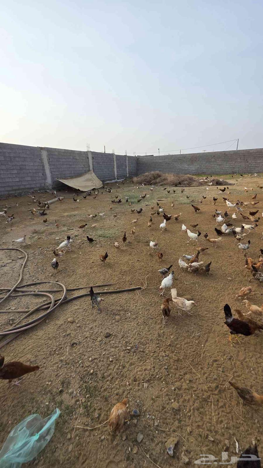 دجاج للبيع64465717001729114