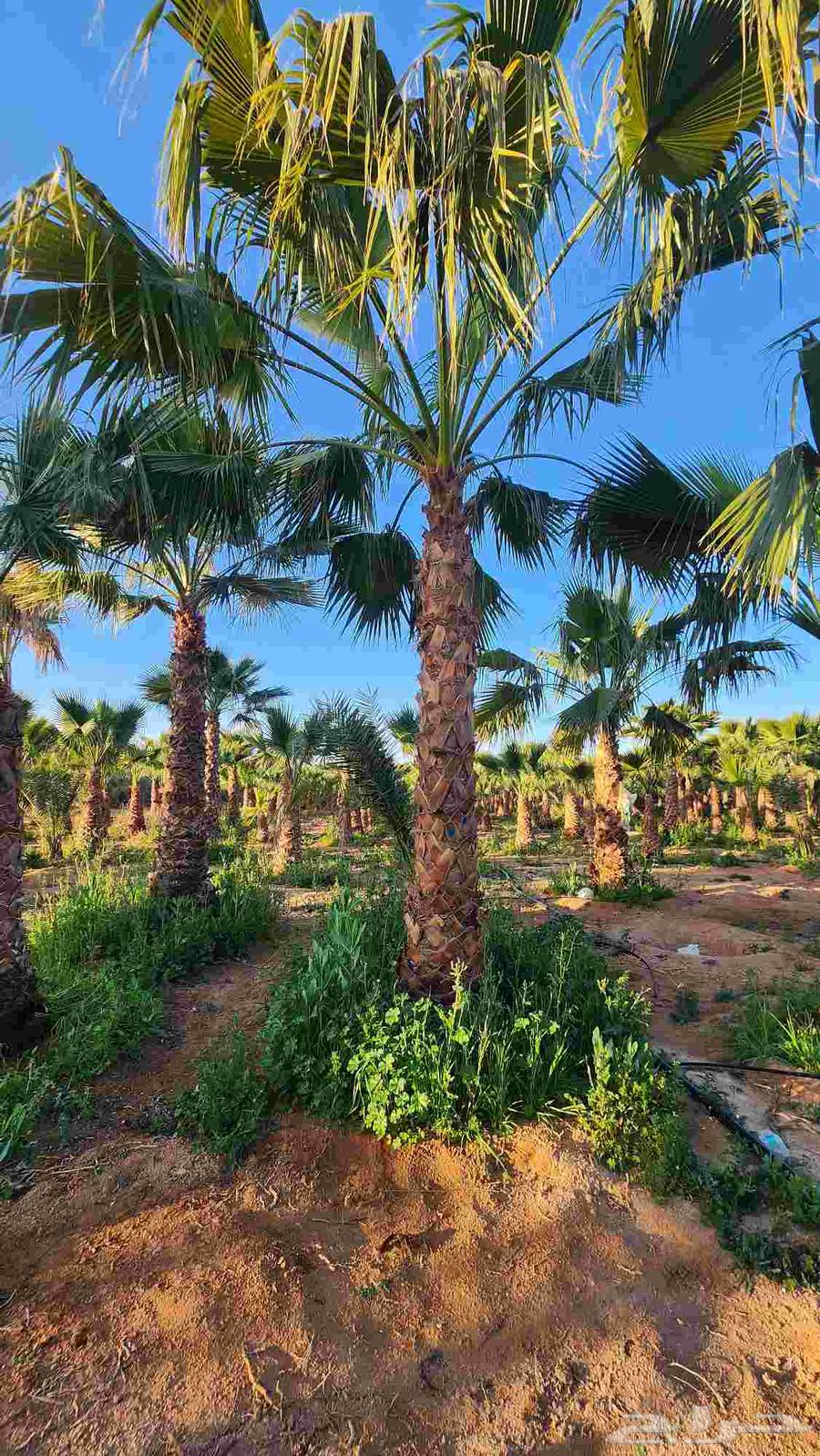 نخل واشنطن للبيع نخل زينه واشنطن64468092872065111