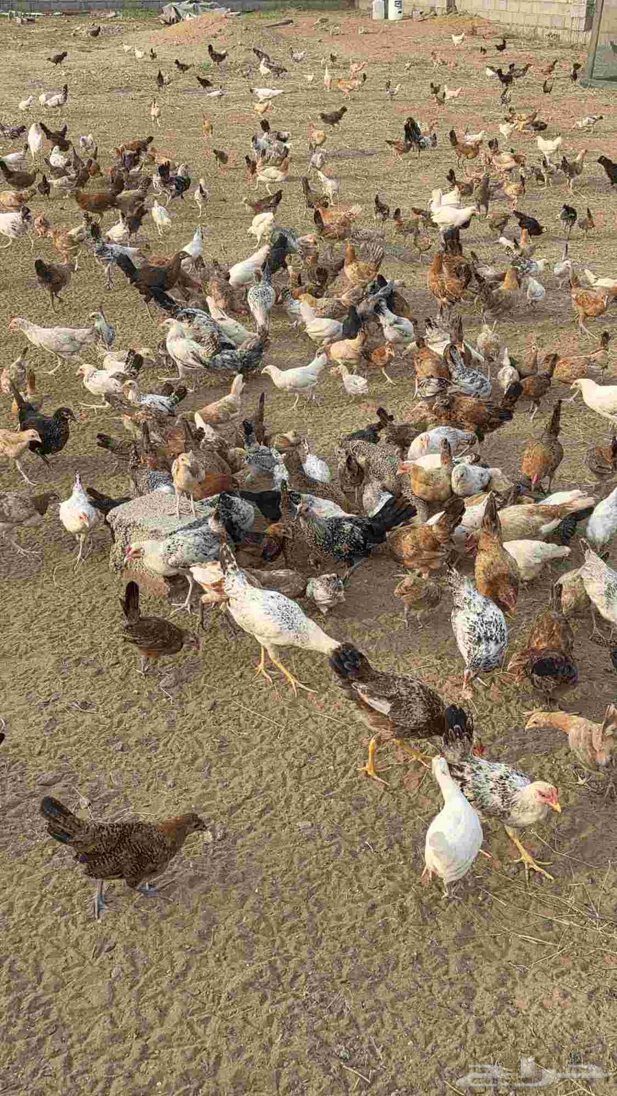 دجاج للبيع64465717001729111