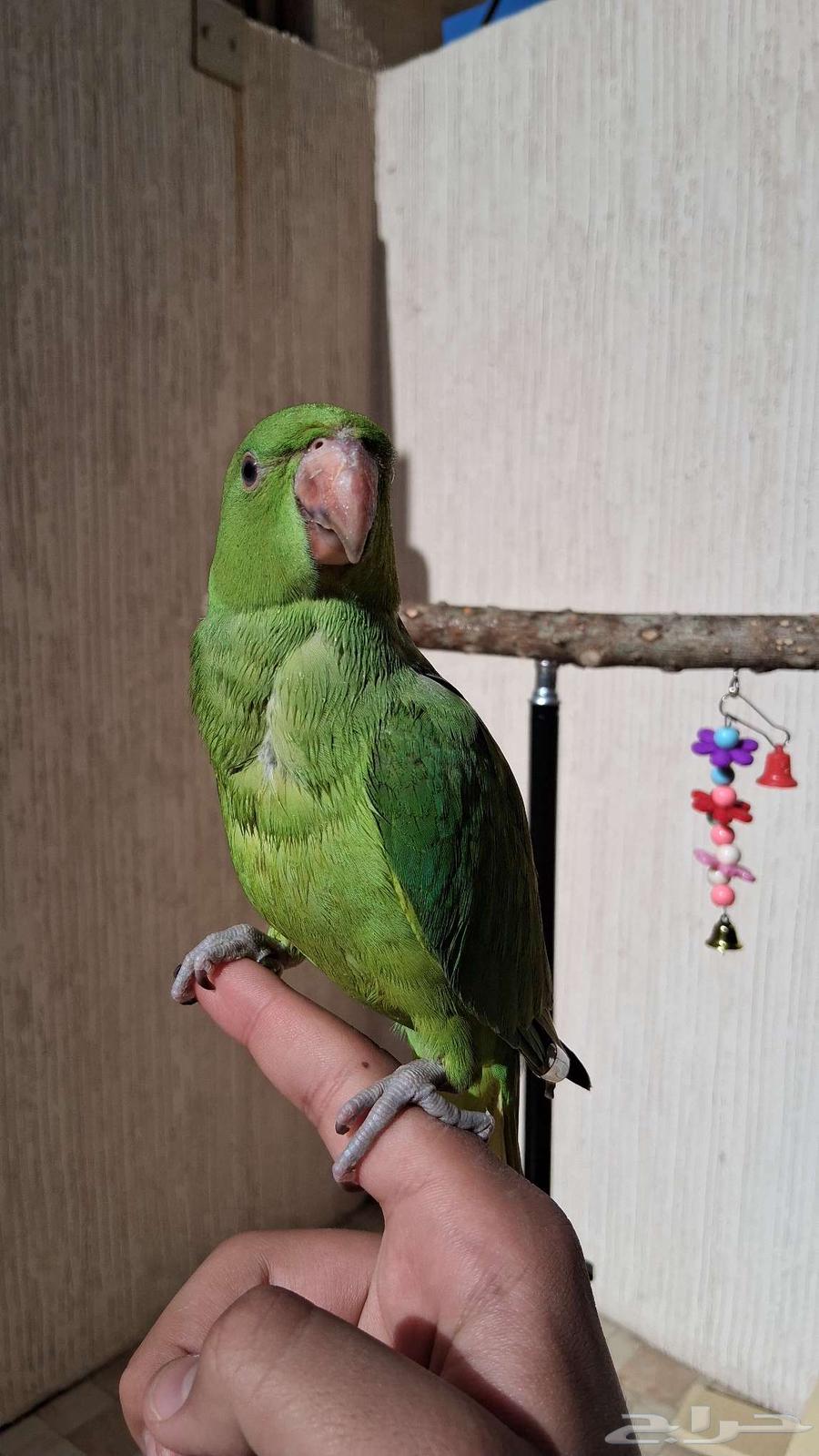 ببغاء الدره الييف64469627460353112