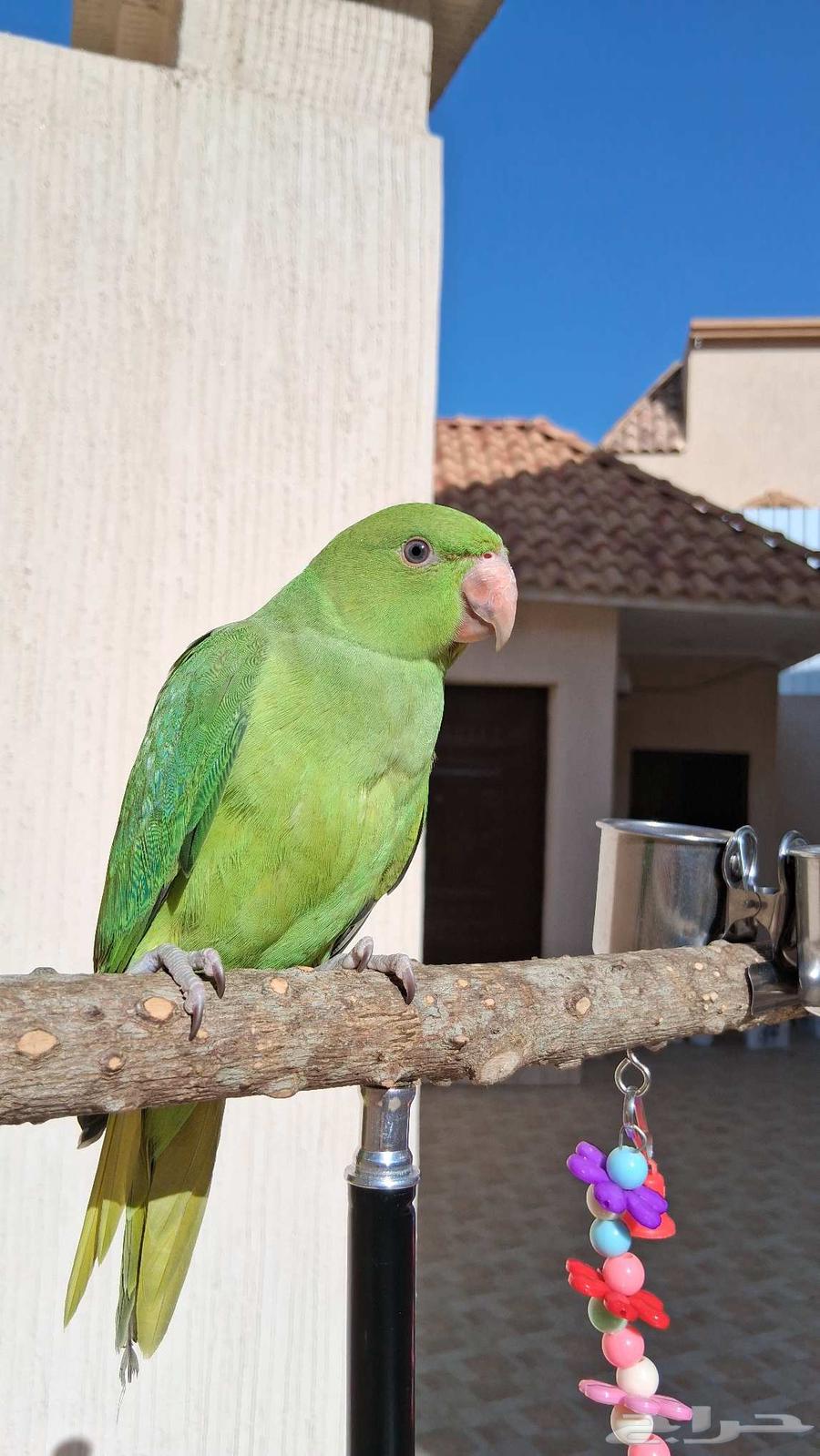 ببغاء الدره الييف64469627460353110