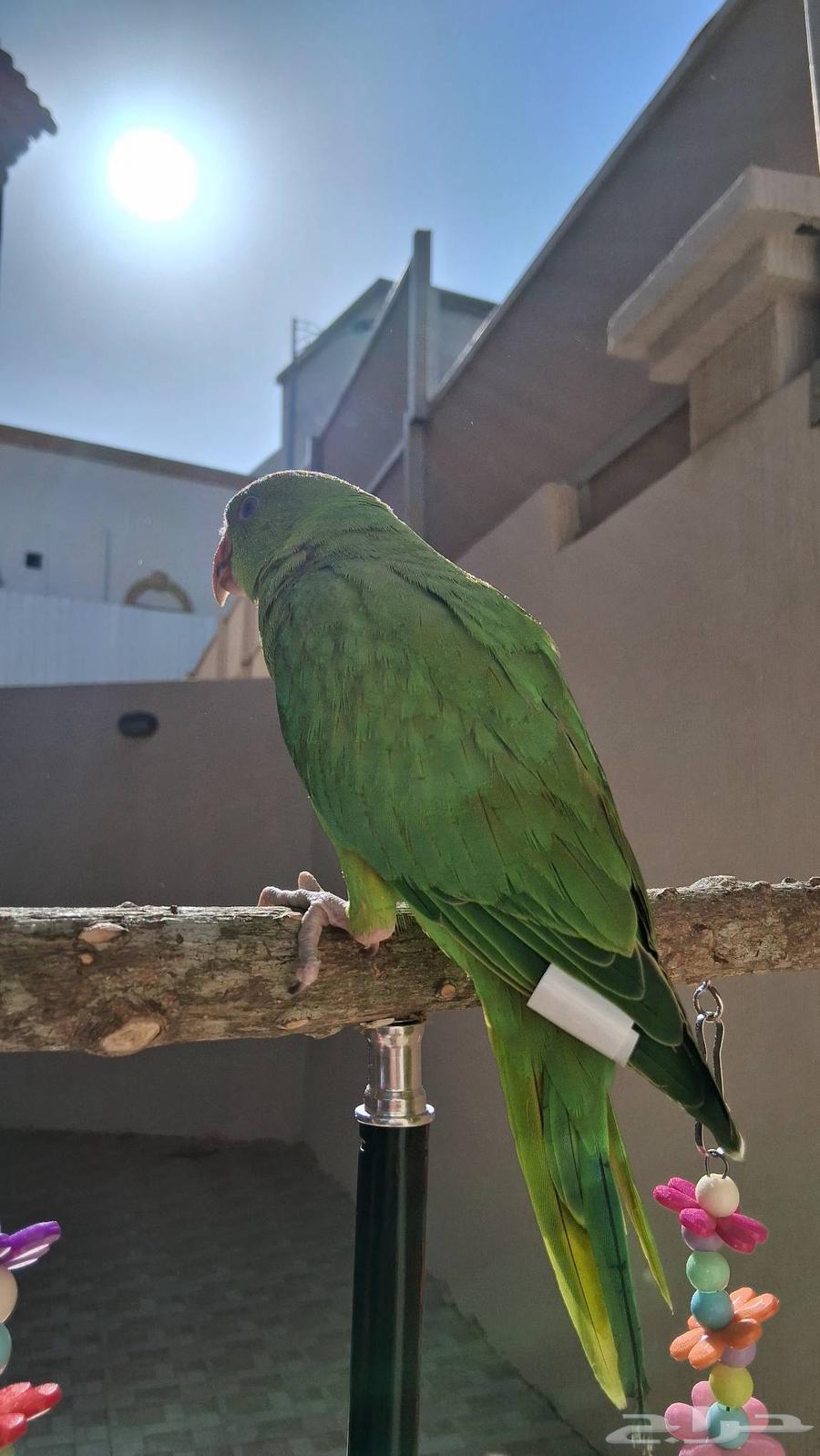 ببغاء الدره الييف64469627460353113