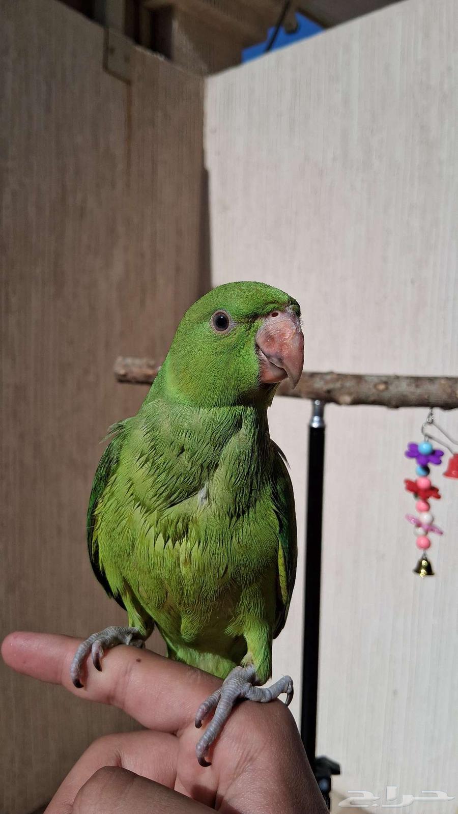 ببغاء الدره الييف64469627460353111