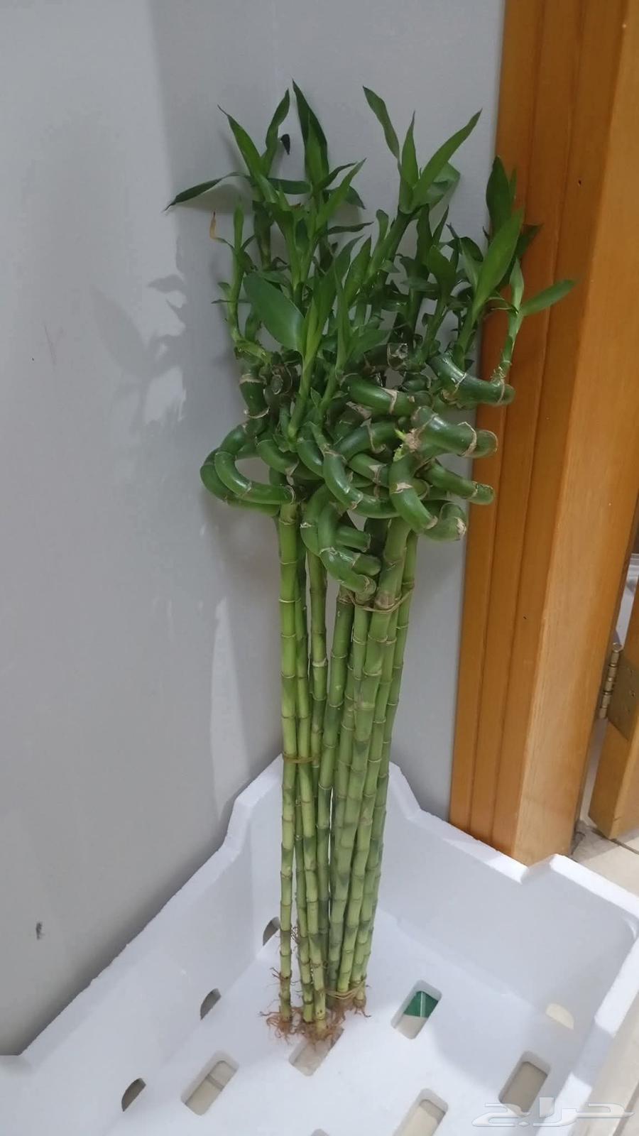 جميع مقاسات ساق البامبوا64464548899459110