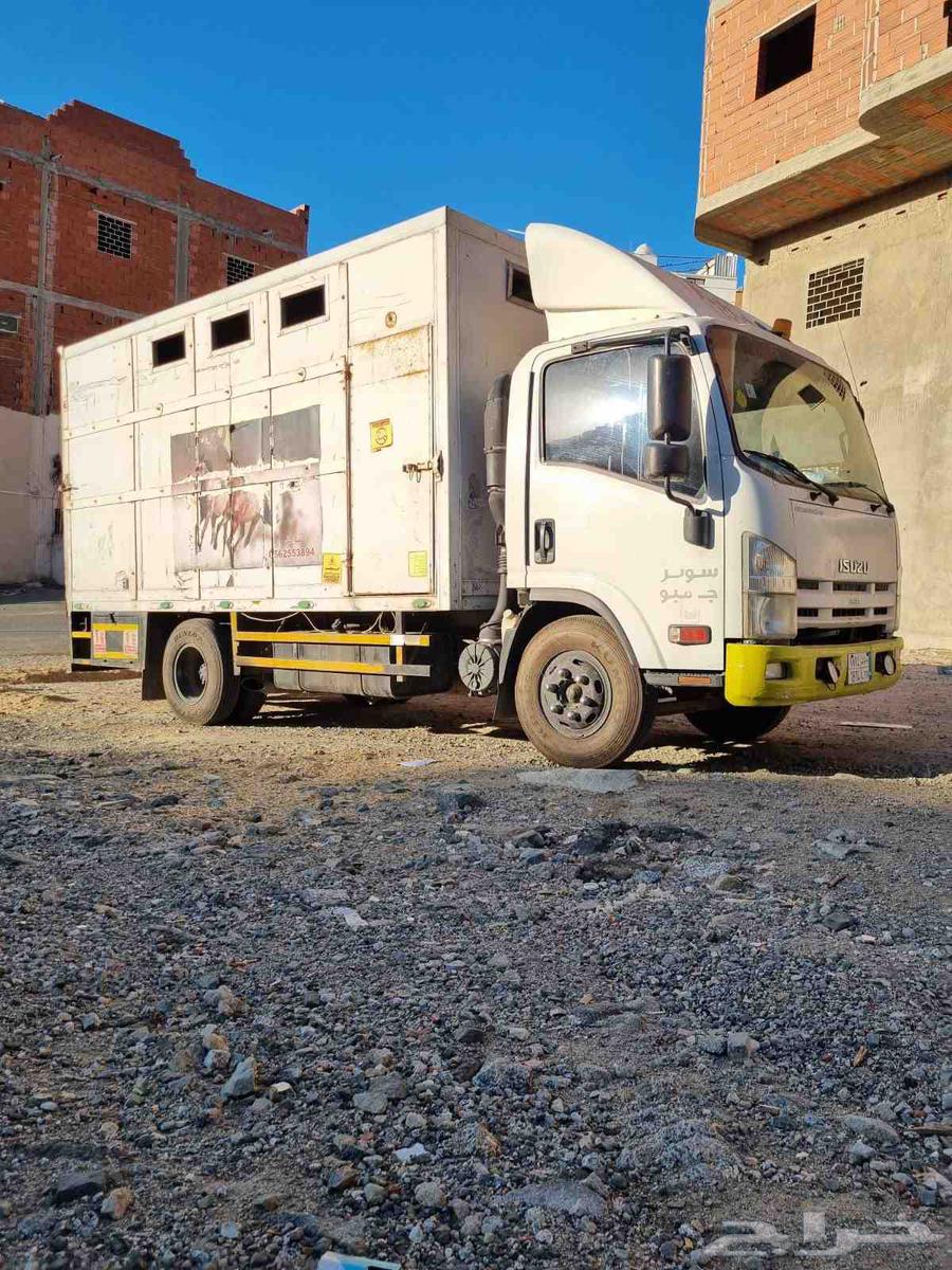 عربه نقل خيل64471006635009113