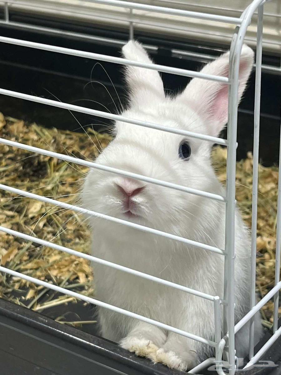 Dwarf Rabbit64471361962115111