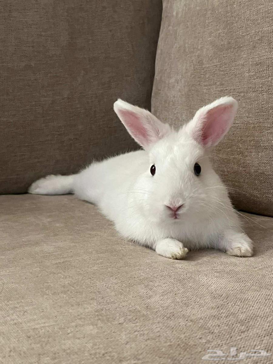 Dwarf Rabbit64471361962115110