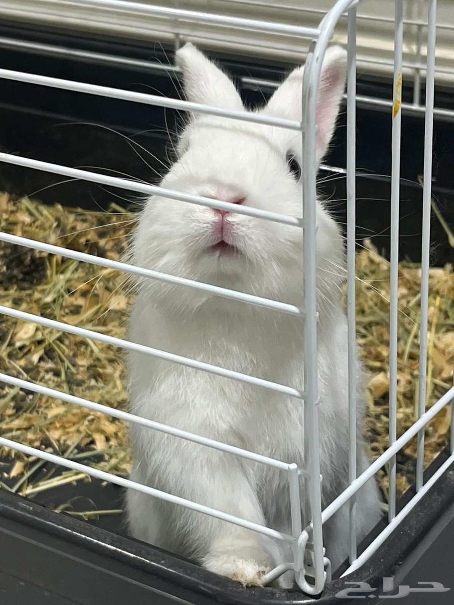 Dwarf Rabbit64471361962115112