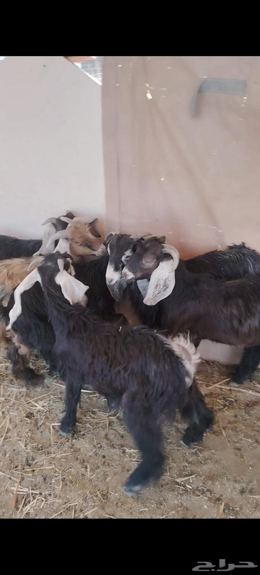 Tios Makhassi64468580523779111