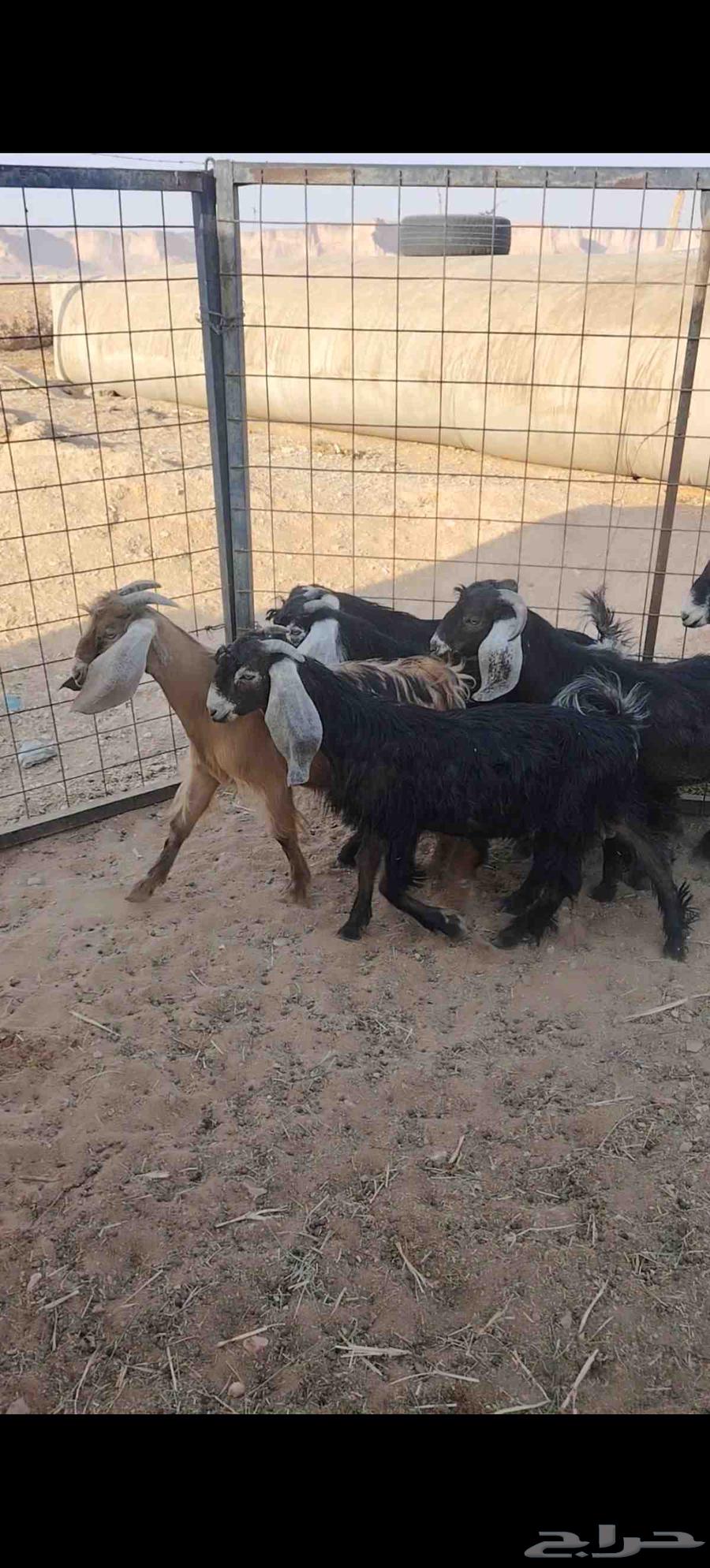 Tios Makhassi64468580523779112