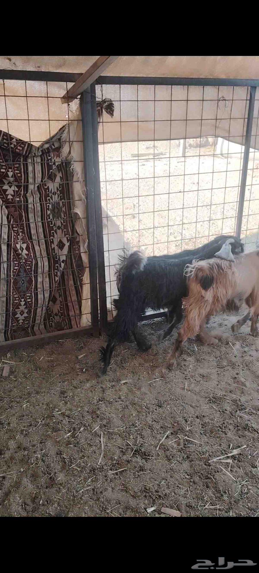 Tios Makhassi64468580523779110