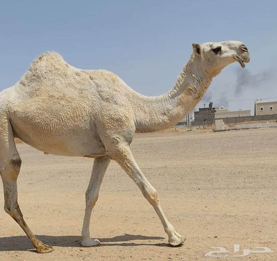 Bakrah and Dha7iyya, good, good64467045406594110