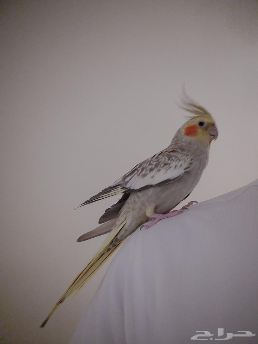 زوج كروان للبيع. الانثى أليفة جدا64465731001603110