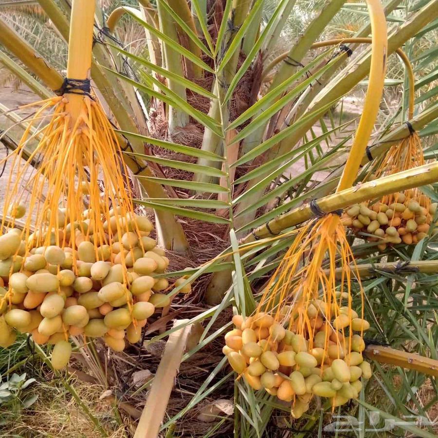 Fruit-bearing palm trees, Naqail, Juthayth, Washingtonia, Iklas, Sukkari, Barhi, Saqeei, Shishi64470086747522114