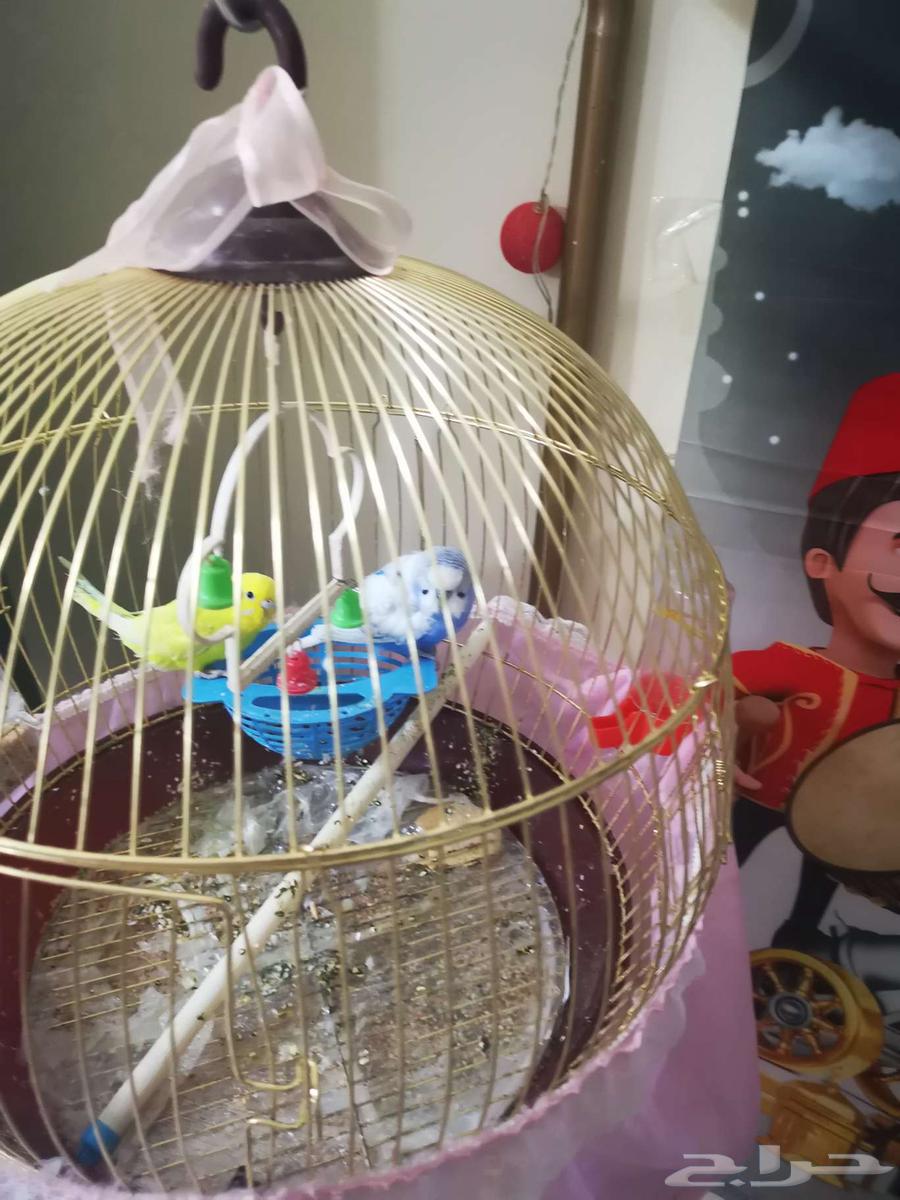 طيور للبيع64466947367554110