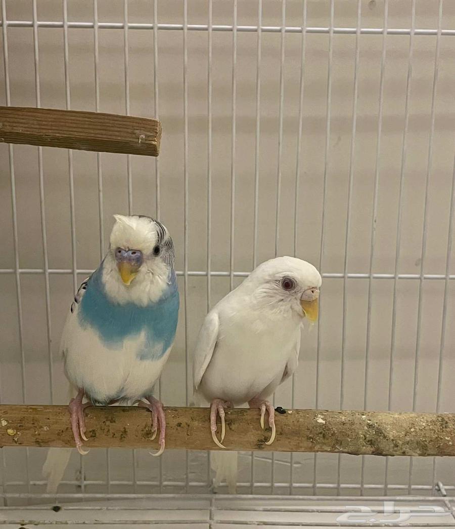 عصافير للبيع بحاله ممتازة سبب البيع مالها مكان64469181209347110