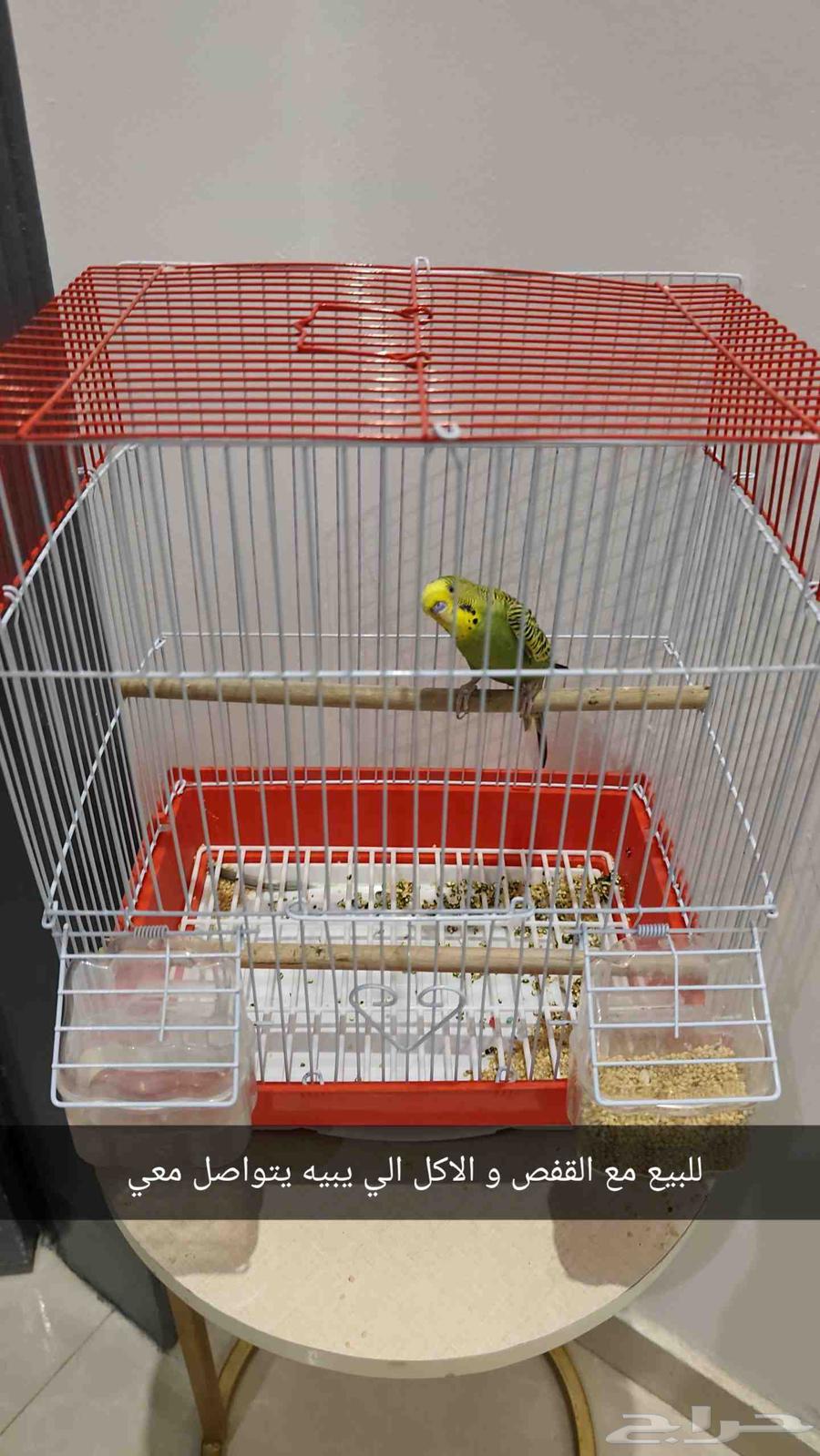 Zakar Bajji64470731865985110