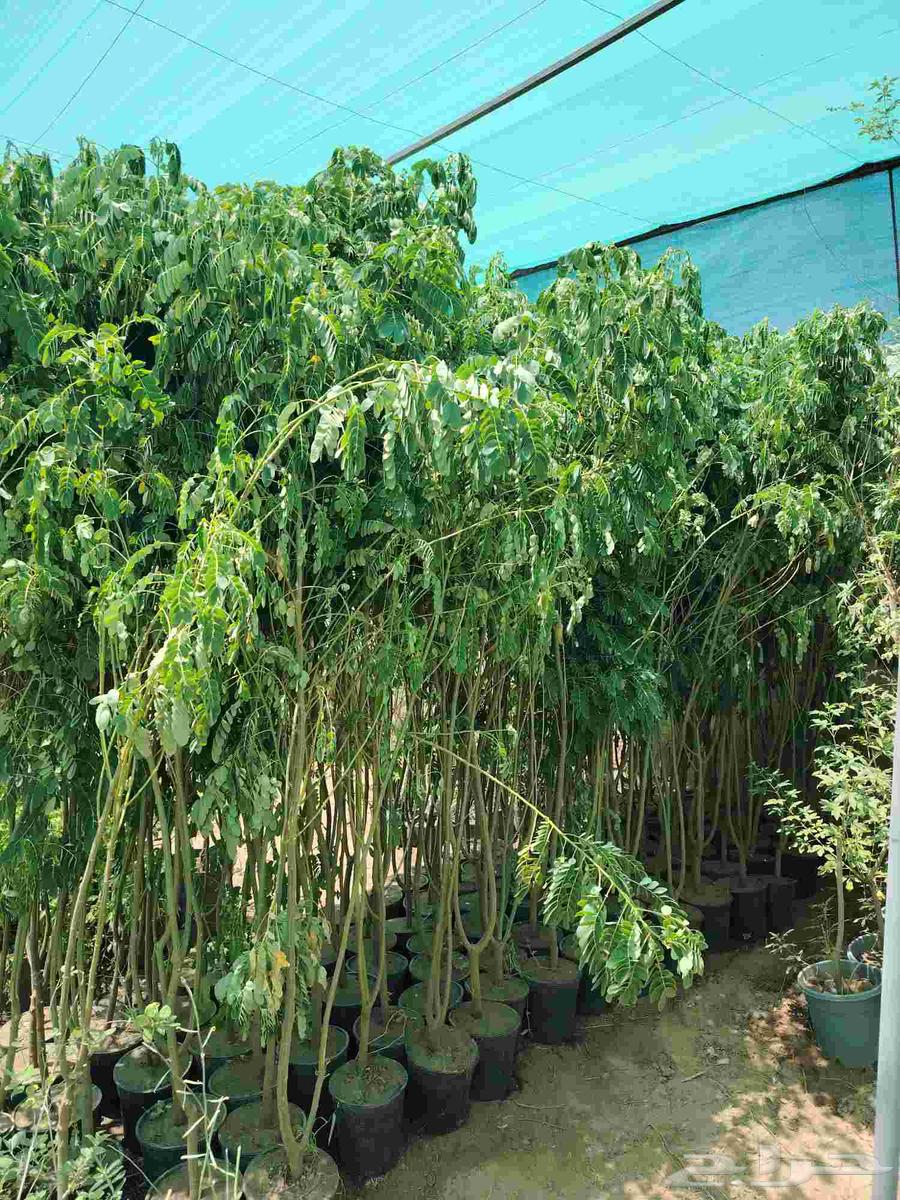 عروض بمناسبة اليوم الوطني عدد(5) شتلات طول 3متر بسعر 95ريال64466334153729112