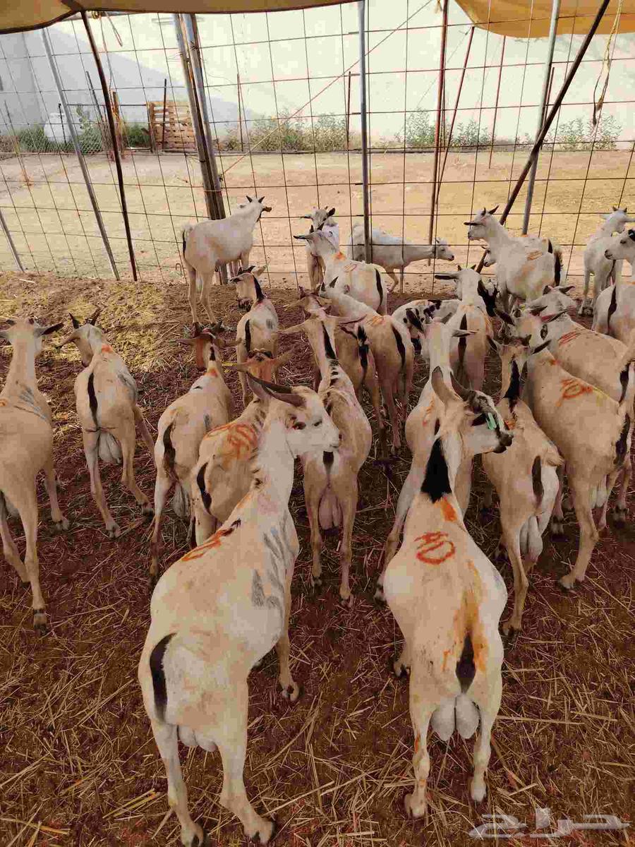 تيوس صومالية جذعان وثنيان ممتااازة للبيع في مكة64467760467587113