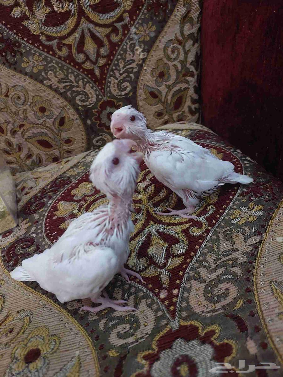 Pino Crown Chicks, Don't Miss Out64470209733635113