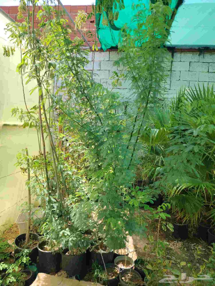 عروض بمناسبة اليوم الوطني عدد(5) شتلات طول 3متر بسعر 95ريال64466334153729113