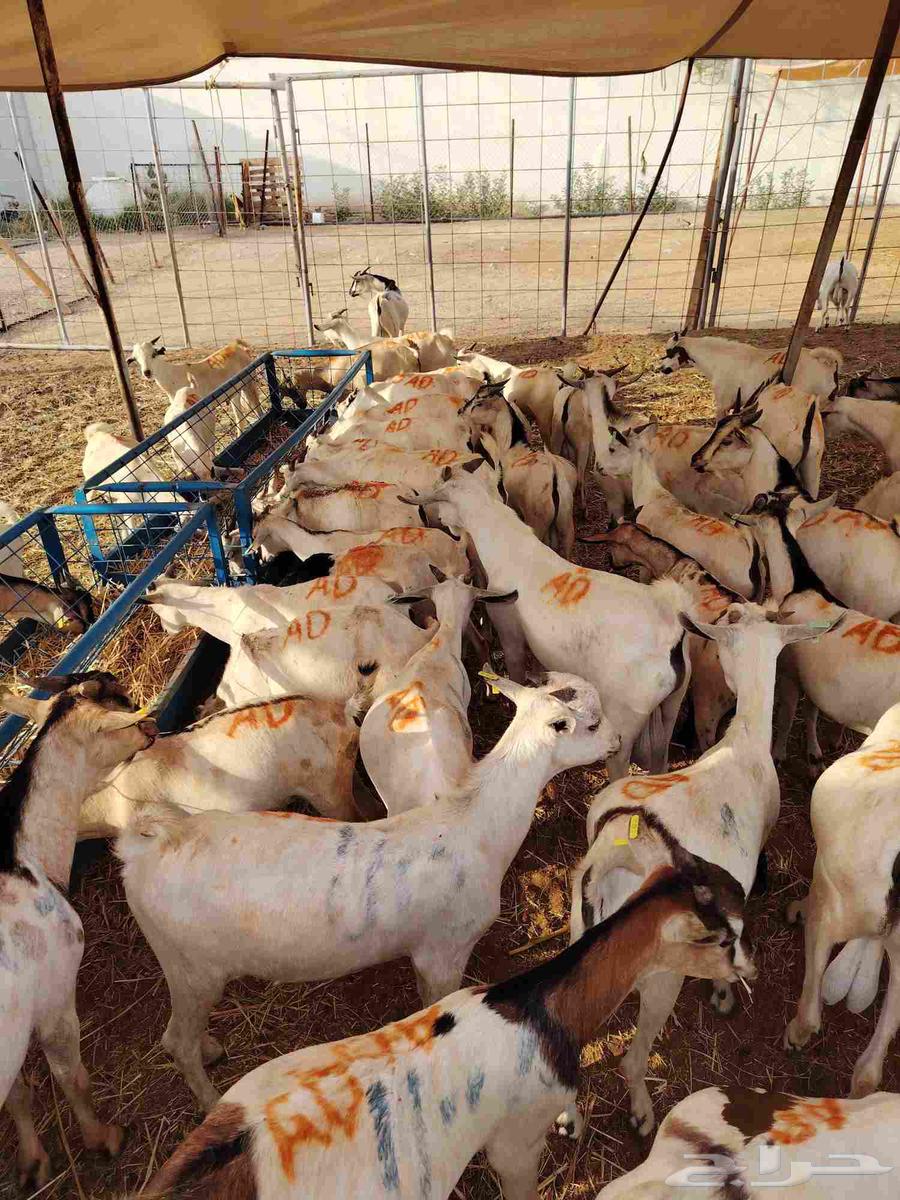 تيوس صومالية جذعان وثنيان ممتااازة للبيع في مكة64467760467587112