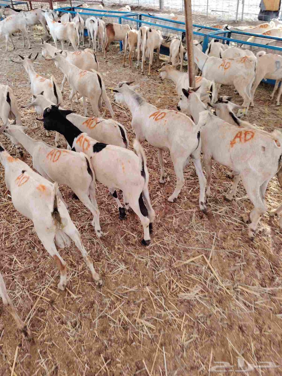 تيوس صومالية جذعان وثنيان ممتااازة للبيع في مكة64467760467587114