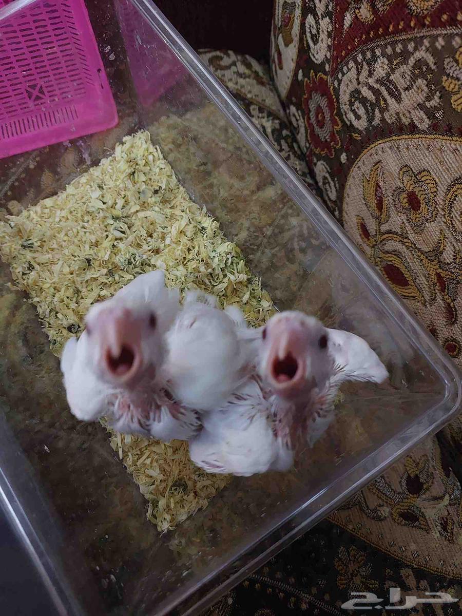 Pino Crown Chicks, Don't Miss Out64470209733635111