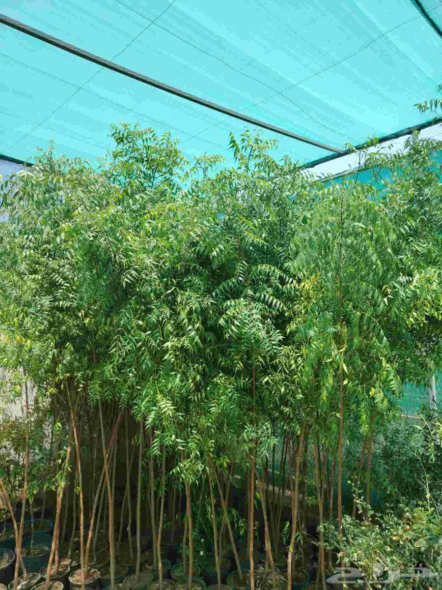 عروض بمناسبة اليوم الوطني عدد(5) شتلات طول 3متر بسعر 95ريال64466334153729111