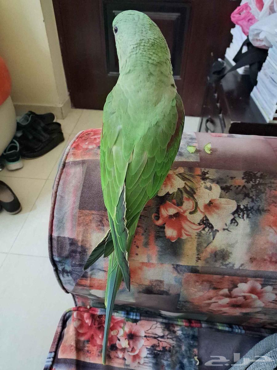 لسرعة البيع ببغاء هندي64469599329537112