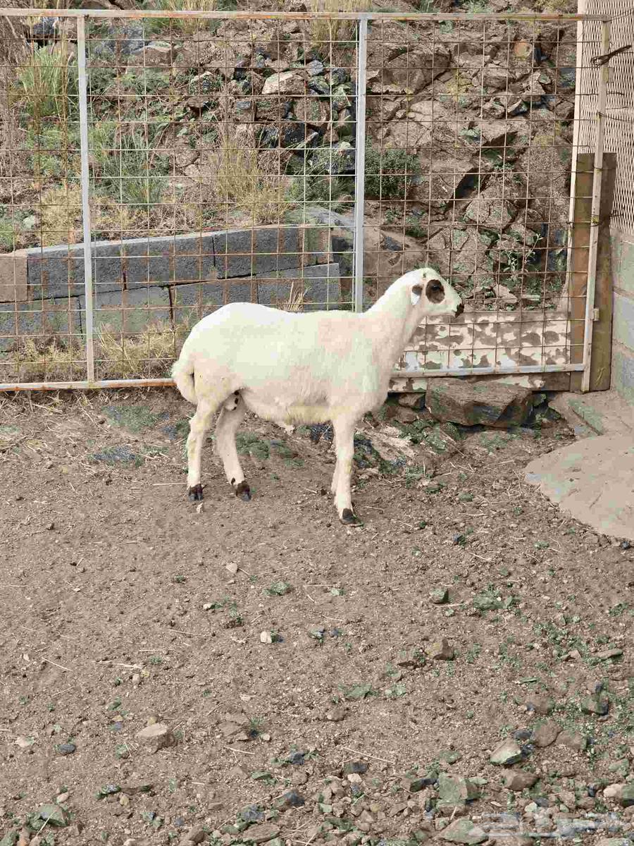 طلي مهجن مع التوصيل64465940813698111