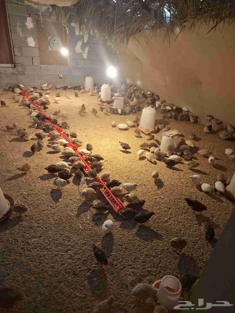 Samman for sale, minimum quantity 50 pieces, price per piece 5 riyals, quantity is open, mobile64467453084674110