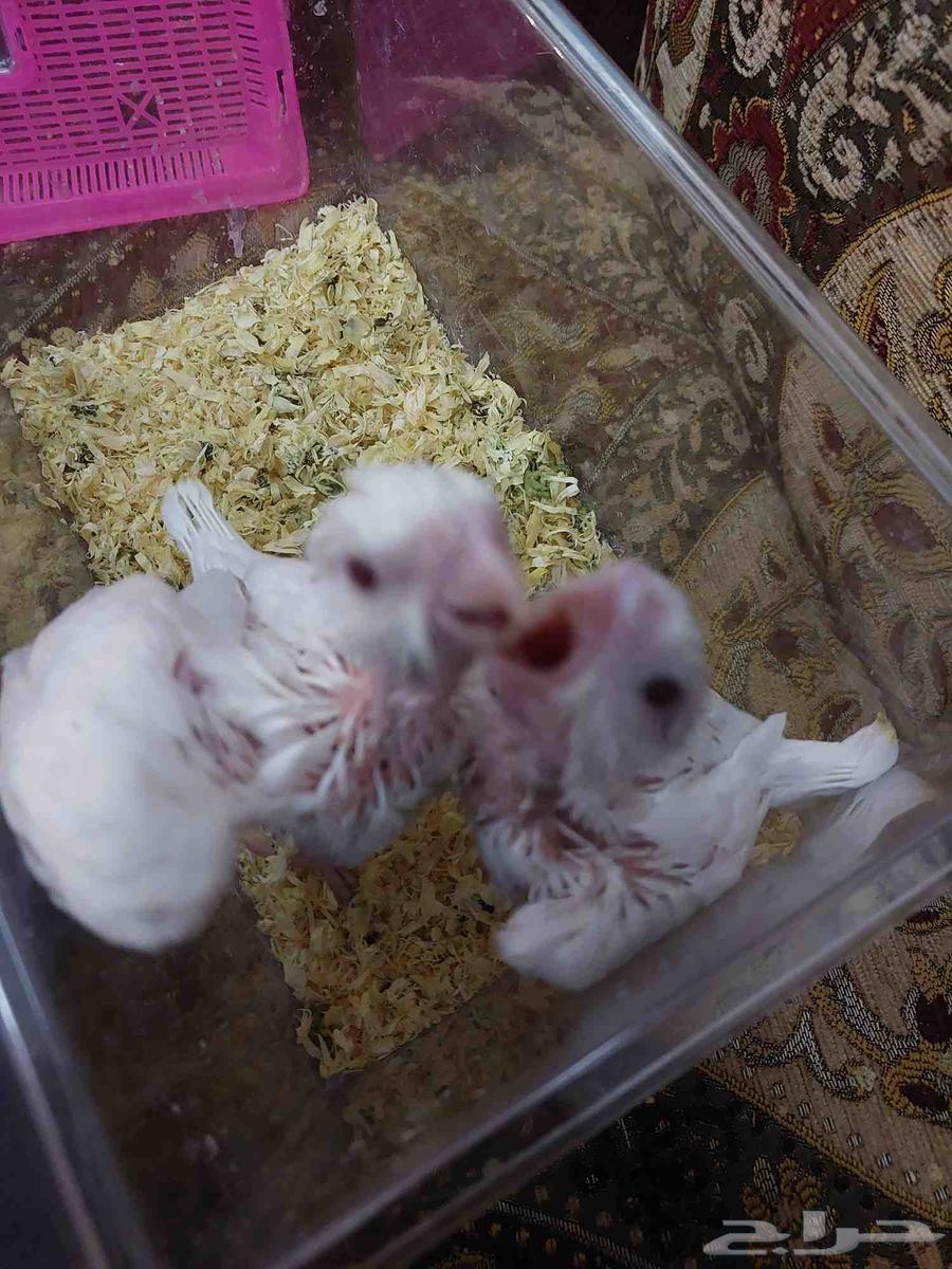 Pino Crown Chicks, Don't Miss Out64470209733635110