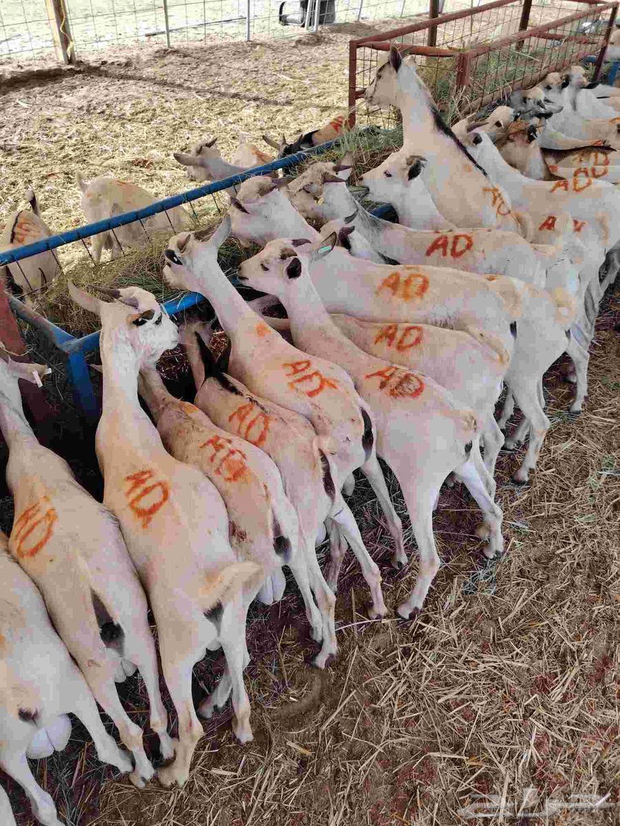 فرصة لا تفو ت تيوس صومالي للتربية أو الذبح بأسعار مغرية64464660551937112