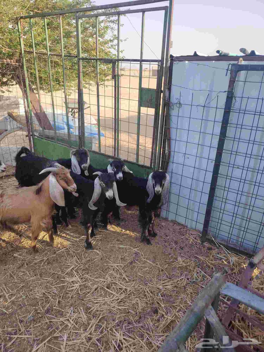 Tios Makhassi64468580523779113