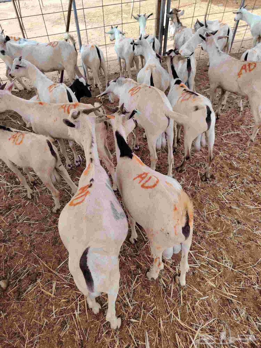 تيوس صومالية جذعان وثنيان ممتااازة للبيع في مكة64467760467587110