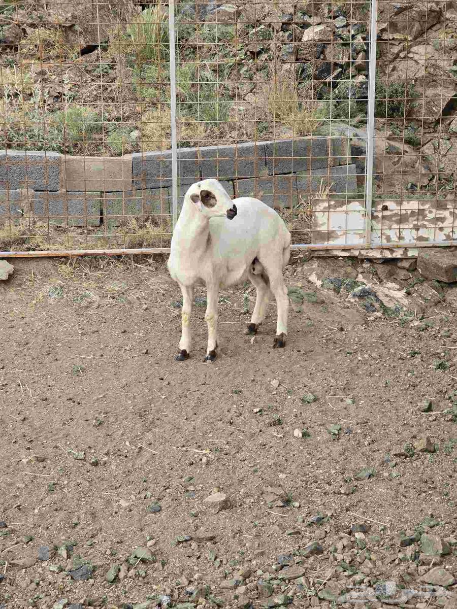 طلي مهجن مع التوصيل64465940813698112