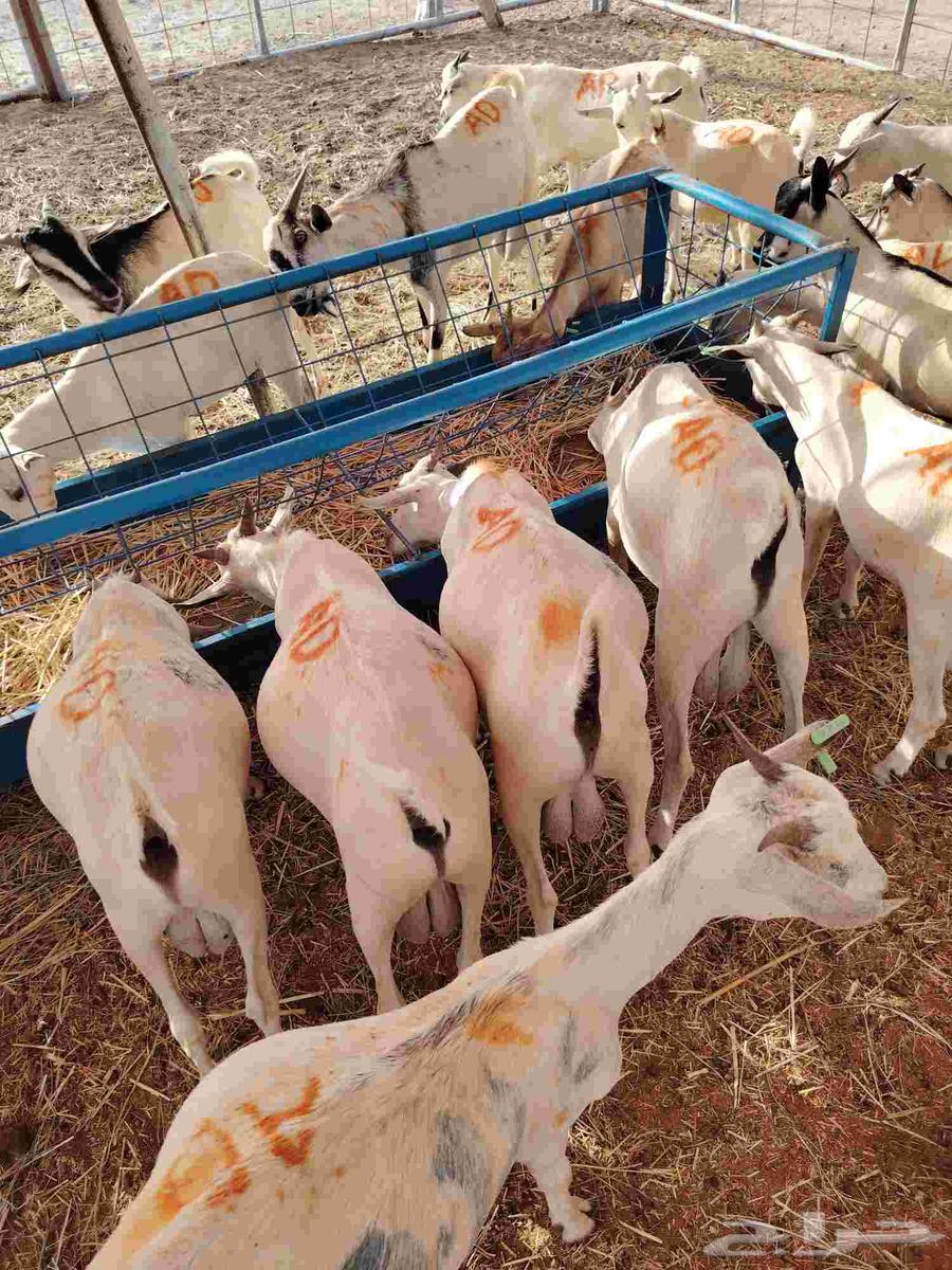 تيوس صومالية جذعان وثنيان ممتااازة للبيع في مكة64467760467587111