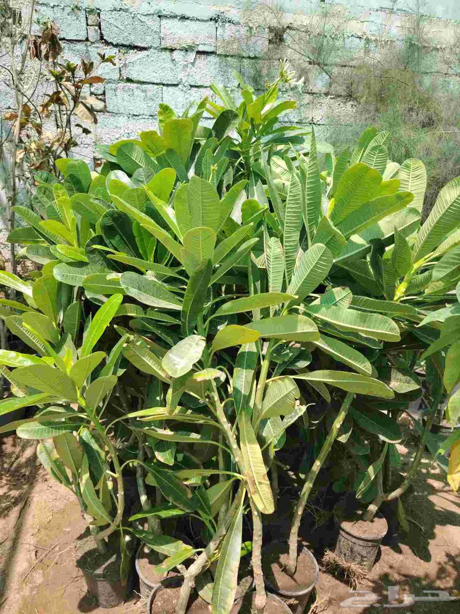 عروض بمناسبة اليوم الوطني عدد(5) شتلات طول 3متر بسعر 95ريال64466334153729114