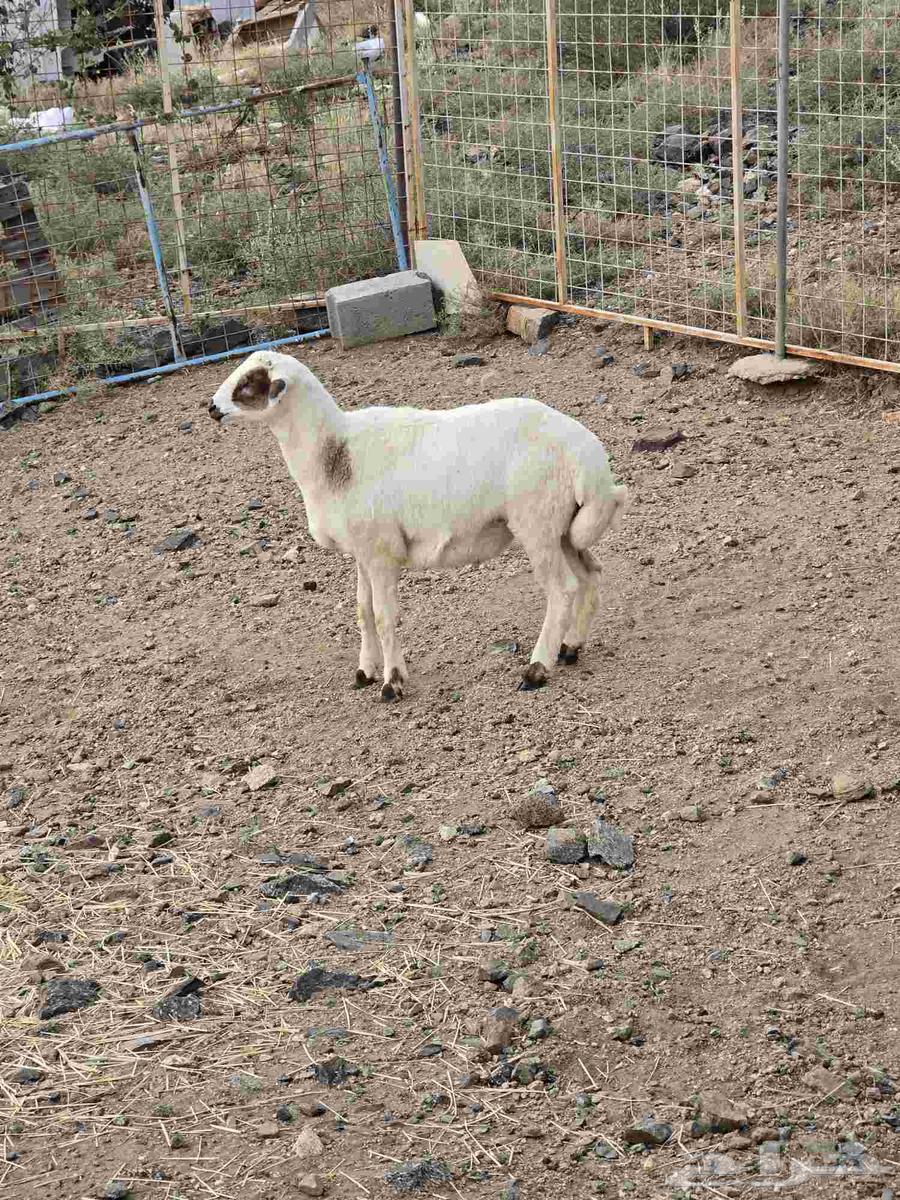 طلي مهجن مع التوصيل64465940813698110