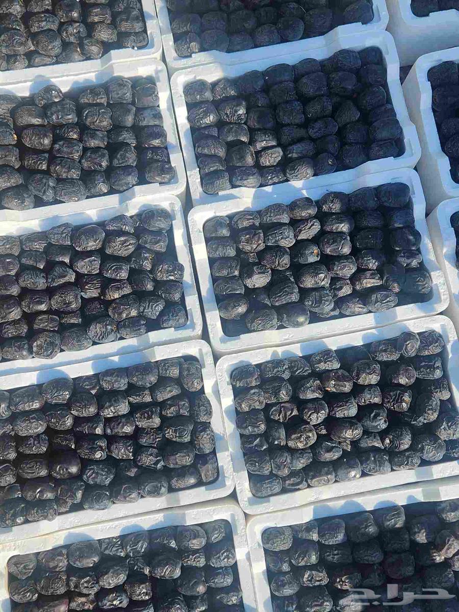 للبيع تمر صفاوي وعجوا فاخر ..عضوي بدون كيماوي64469167436291111