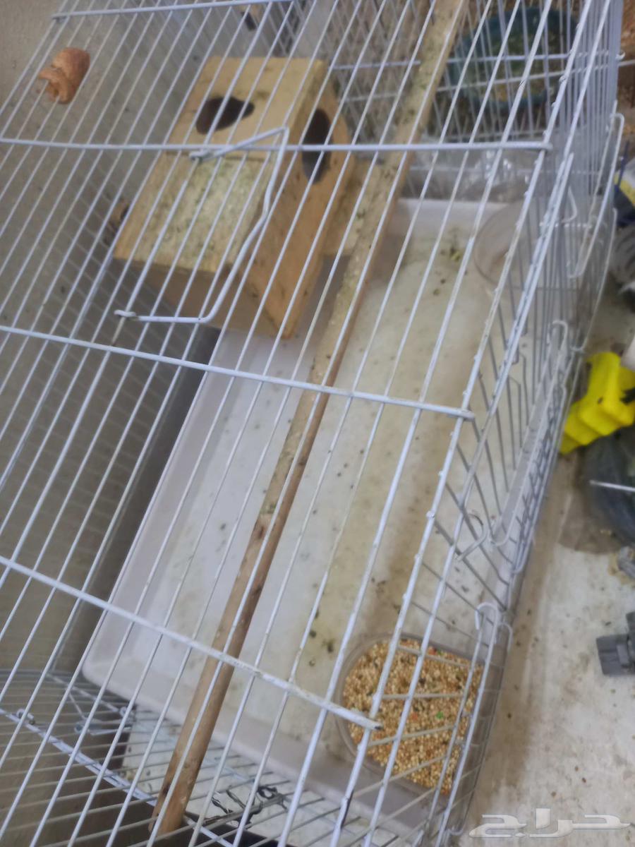 Bird net for 50 SR64469153614209112