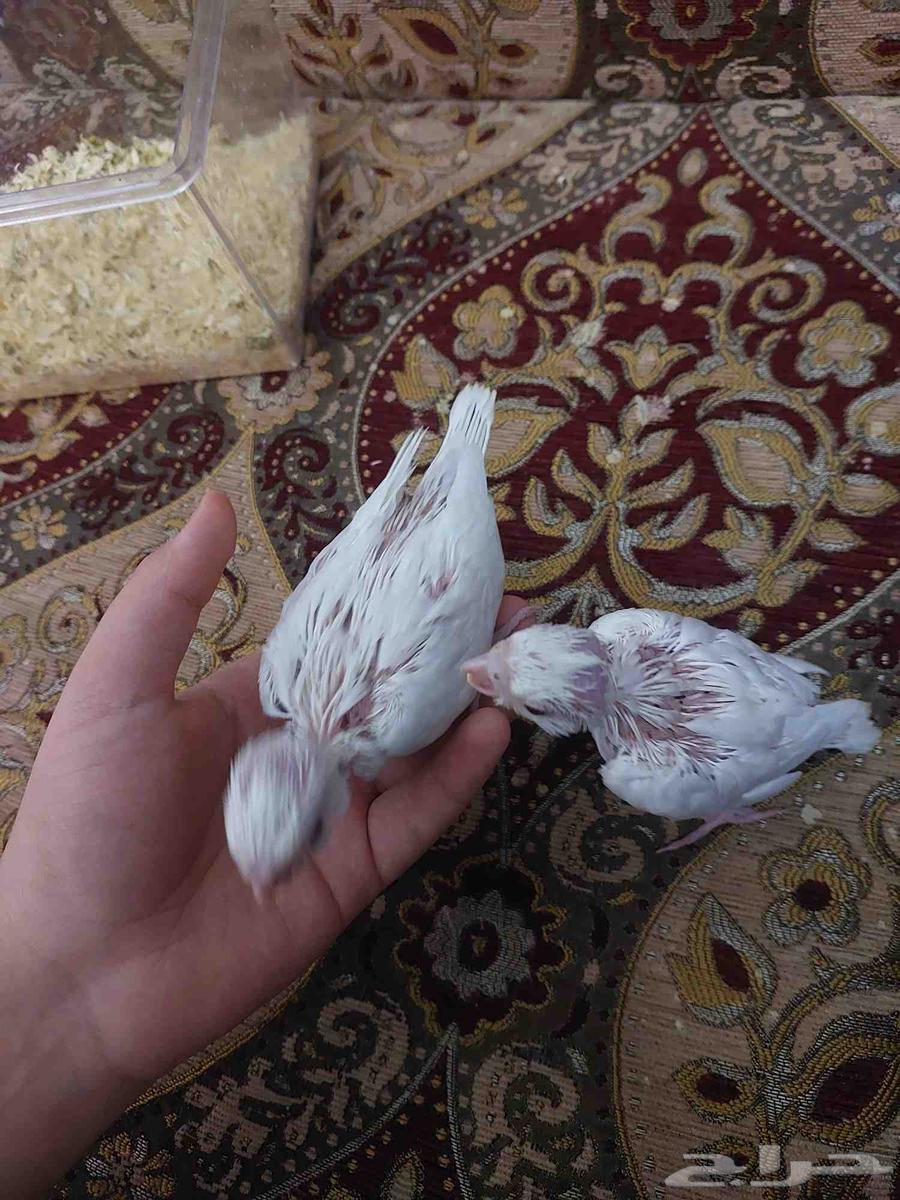 Pino Crown Chicks, Don't Miss Out64470209733635112