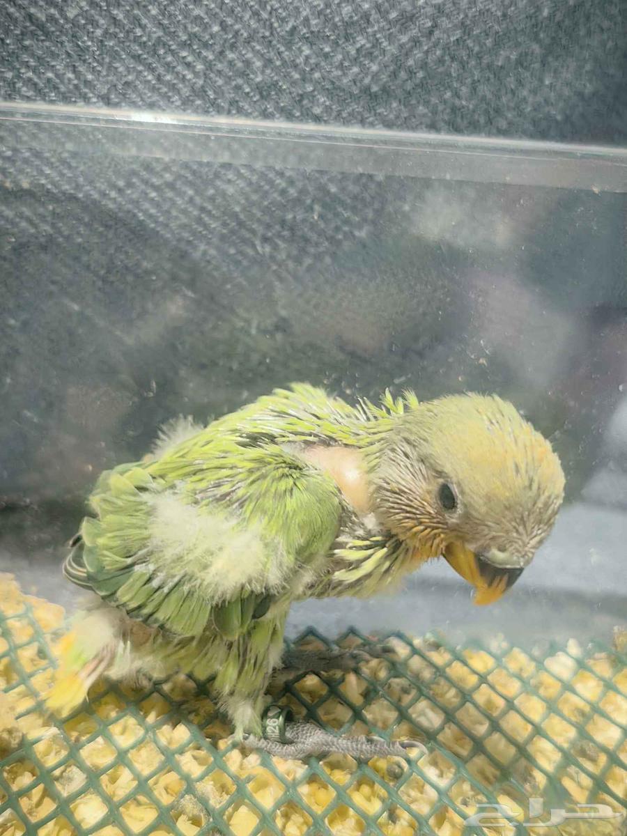 Day64469417987202110