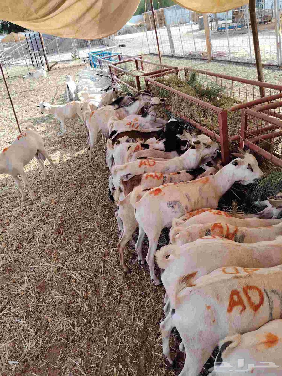 فرصة لا تفو ت تيوس صومالي للتربية أو الذبح بأسعار مغرية64464660551937110