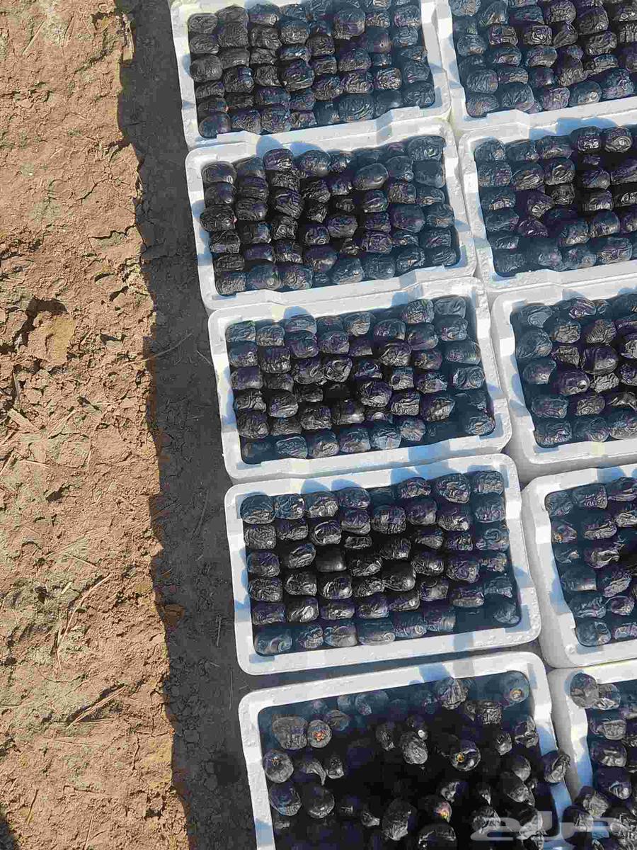 للبيع تمر صفاوي وعجوا فاخر ..عضوي بدون كيماوي64469167436291112