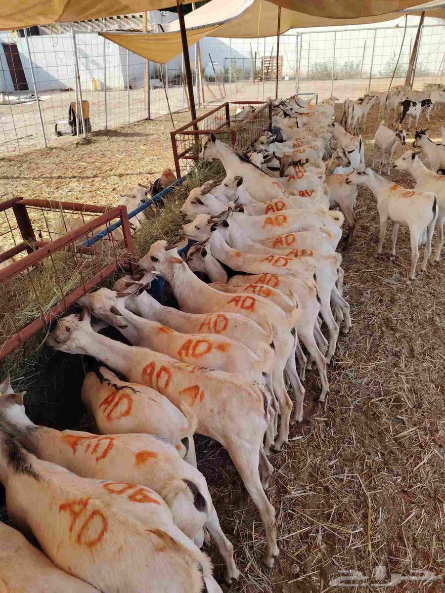 فرصة لا تفو ت تيوس صومالي للتربية أو الذبح بأسعار مغرية64464660551937111