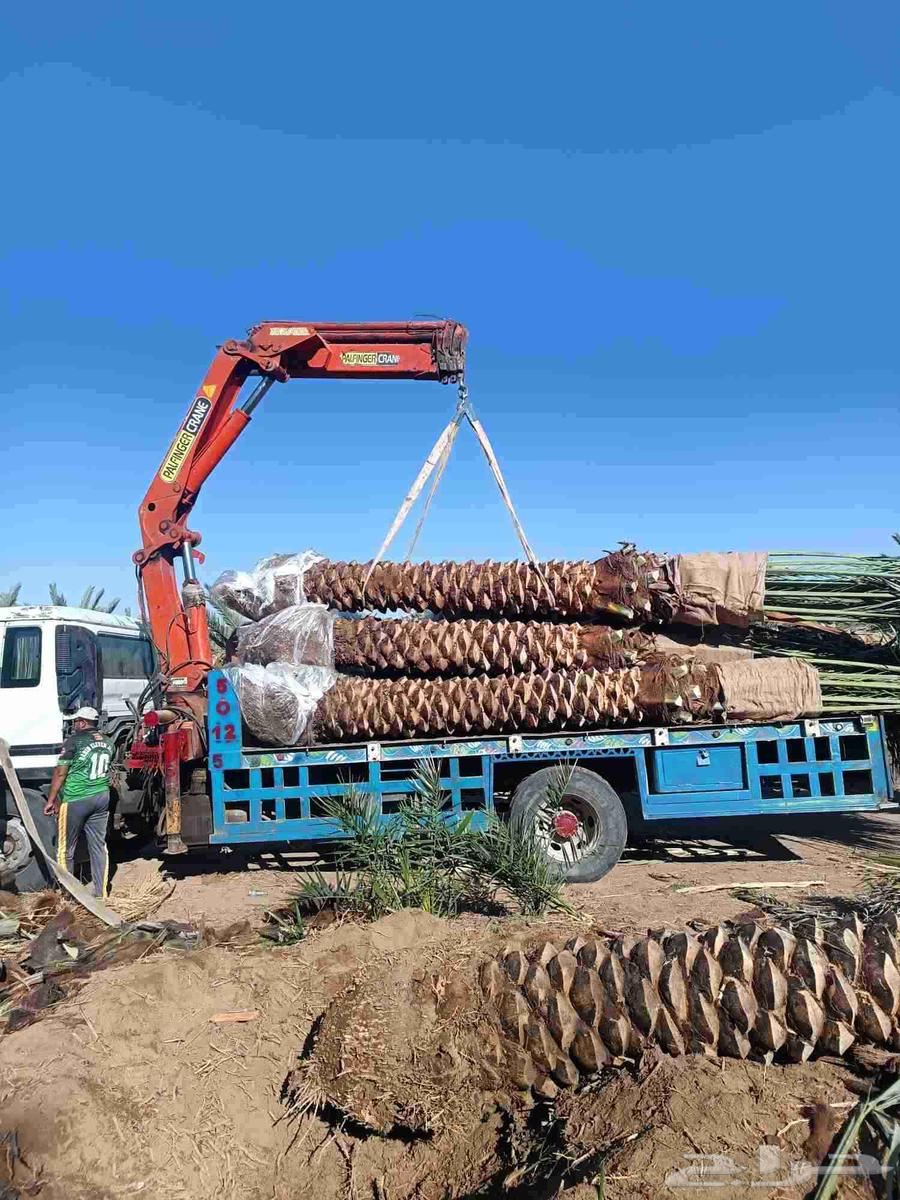 Date palm trees for sale, fruitful palm trees, Khalas, Sukkari, Birihi64468092819074111