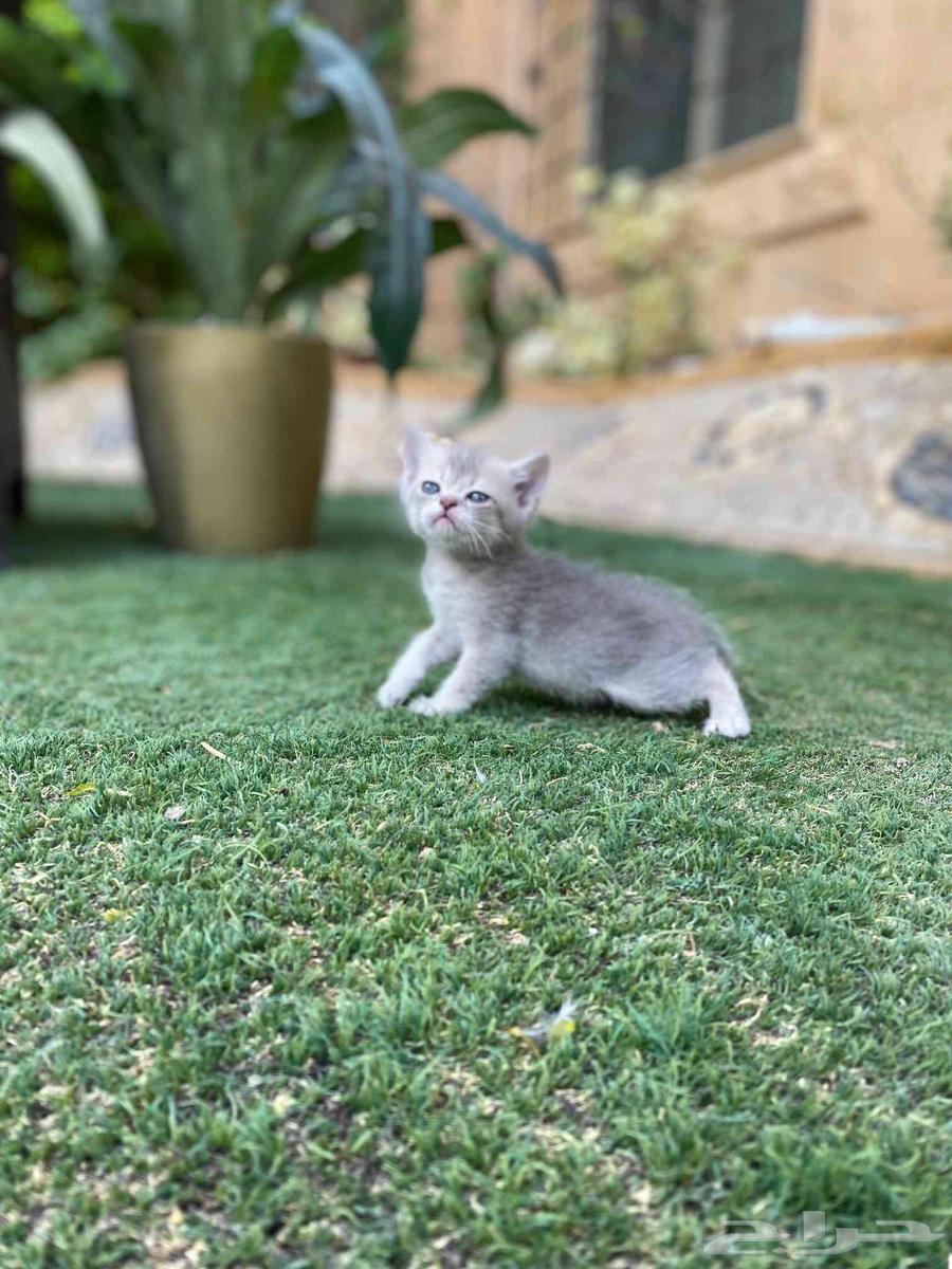 كيتن سكوتش فولد مطعمين للبيع لا يوجد تبني64464465213442112