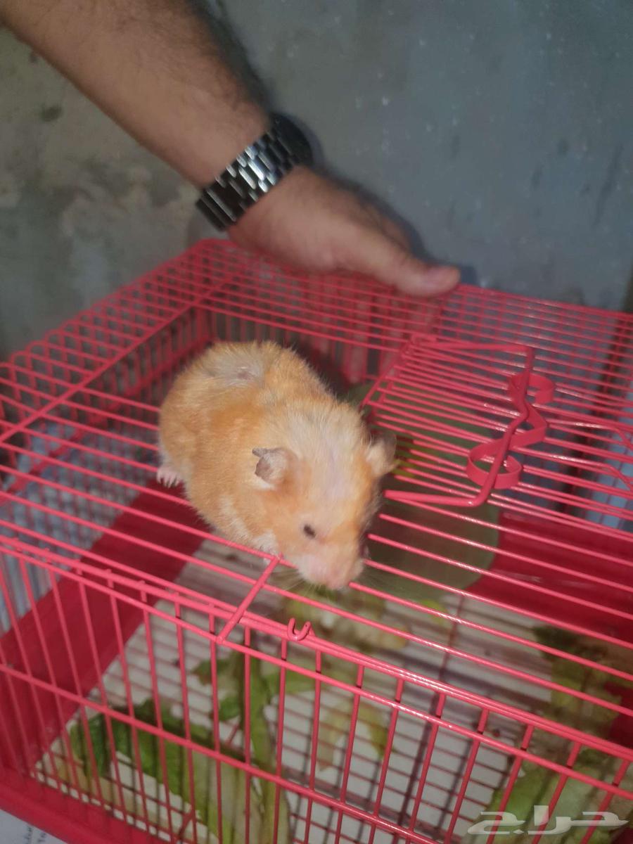 همتارو للبيع مع القفص حقه64469501711617110